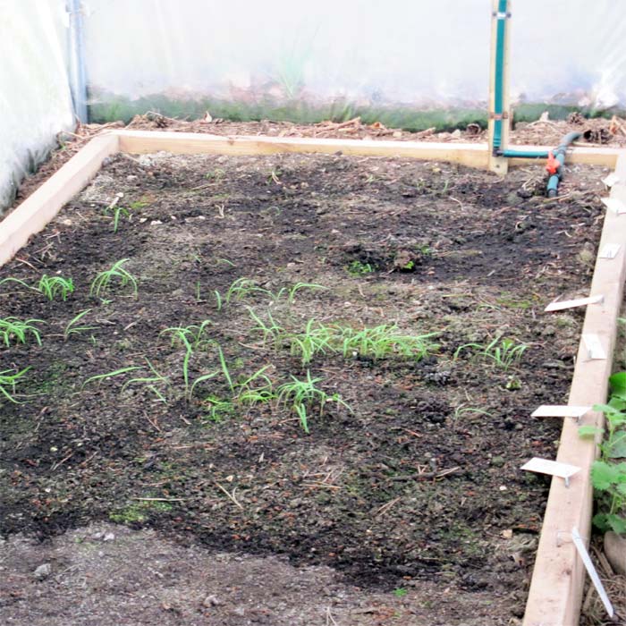 Cardiocrinum seedlings