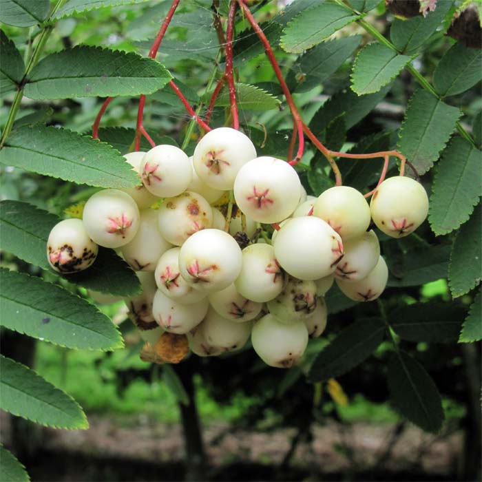 Sorbus  cashmiriana, berry