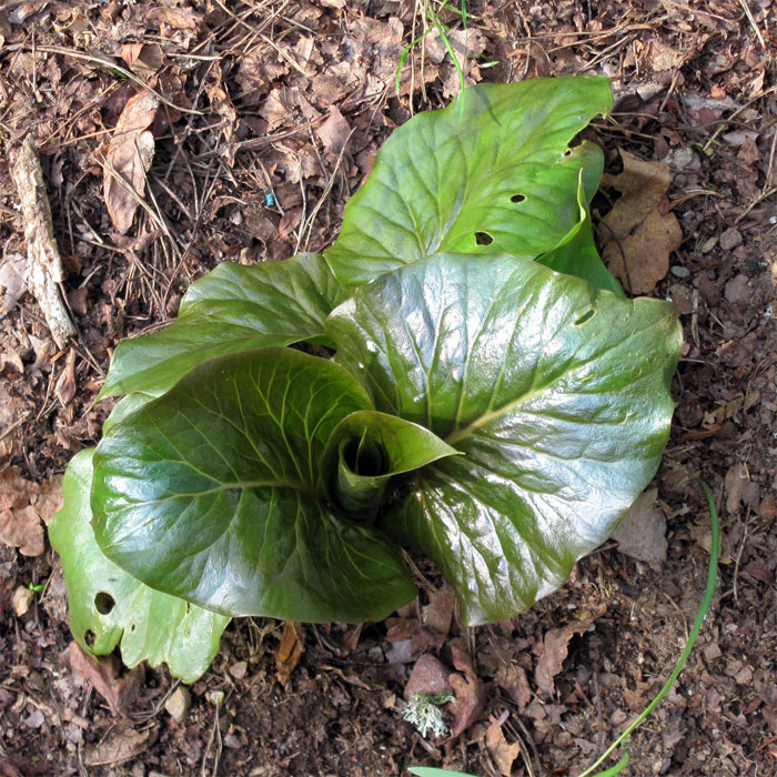 Cardiocrinum  giganteum yunnanense, young leaf