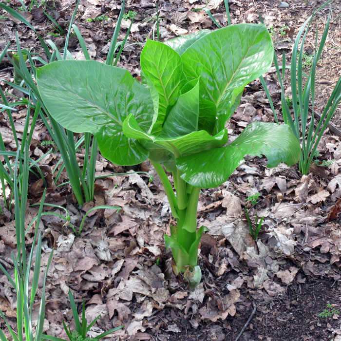 Cardiocrinum  giganteum yunnanense, in its flowering year