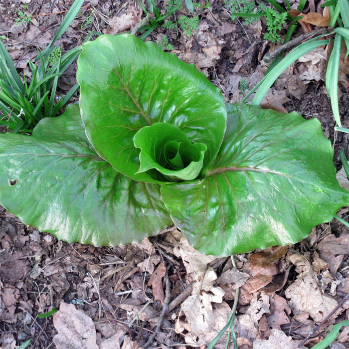 Cardiocrinum  giganteum yunnanense, growing plant