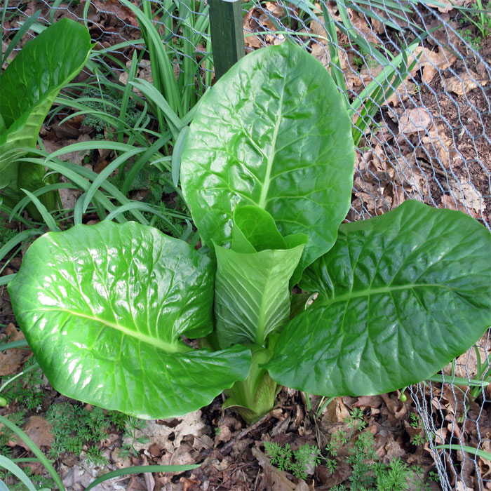 Cardiocrinum  giganteum yunnanense, in its flowering year