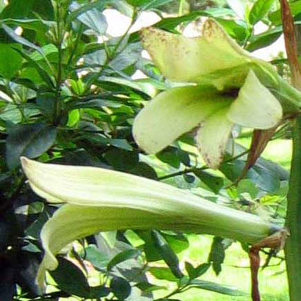 Cardiocrinum  cordatum cordatum, flower close up