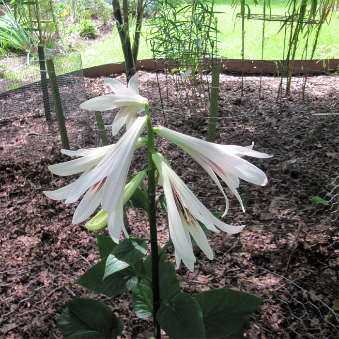 Cardiocrinum  giganteum yunnanense, flower spike