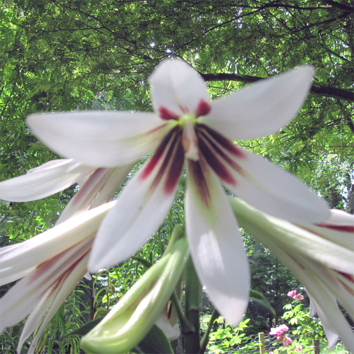 Cardiocrinum  giganteum yunnanense, flower close up