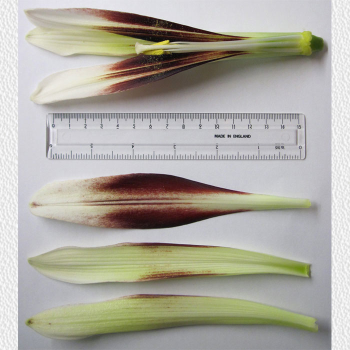 Cardiocrinum  giganteum yunnanense, flower structure