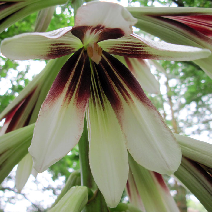 Cardiocrinum  giganteum yunnanense, flower close up