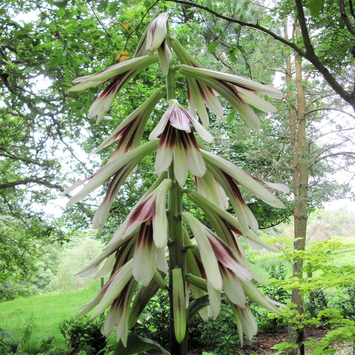 Cardiocrinum  giganteum yunnanense, flower spike