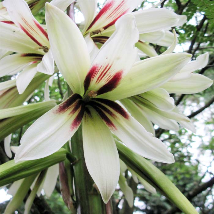 Cardiocrinum  giganteum yunnanense, flower close up