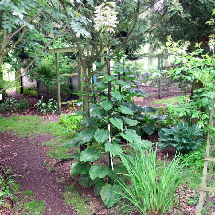 Cardiocrinum  giganteum yunnanense, flower spike