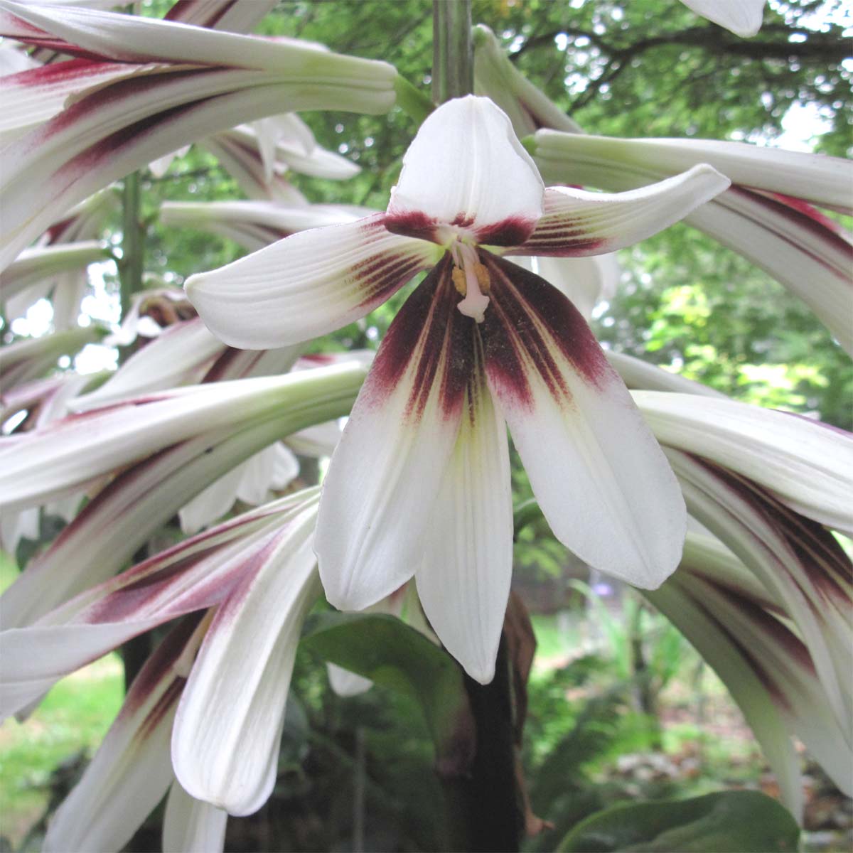 Cardiocrinum  giganteum yunnanense, flower close up
