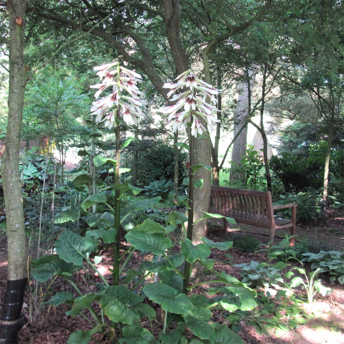 Cardiocrinum  giganteum yunnanense, flower spike
