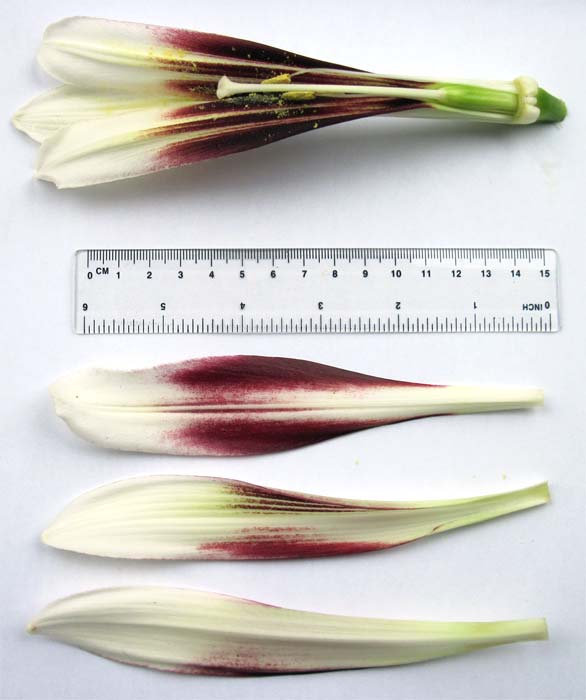 Cardiocrinum  giganteum yunnanense, flower structure