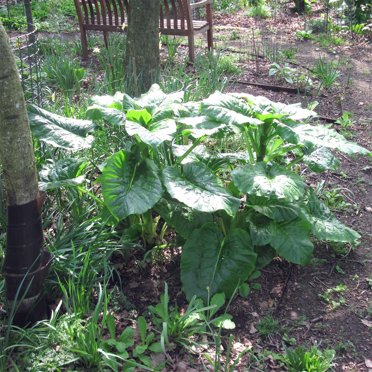 Cardiocrinum  giganteum yunnanense, in its flowering year