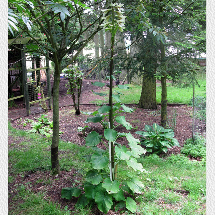 Cardiocrinum  giganteum yunnanense, flower spike