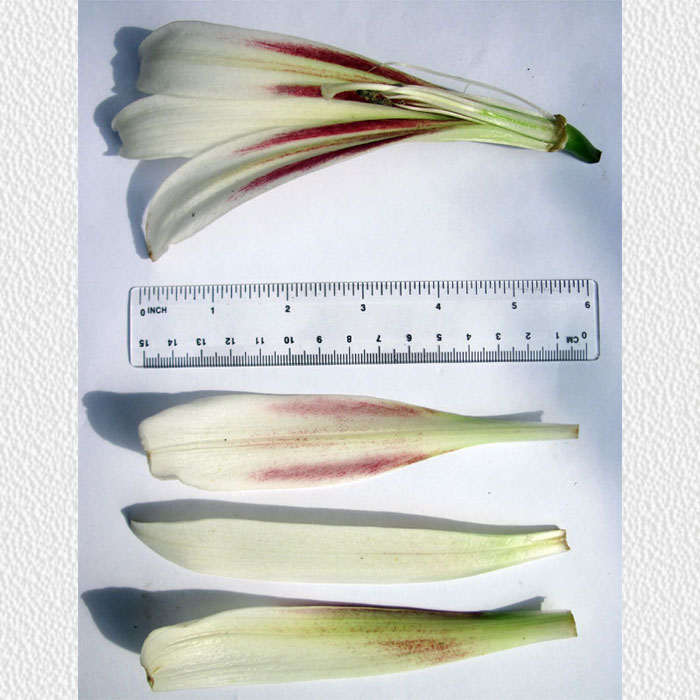 Cardiocrinum  giganteum yunnanense, flower structure