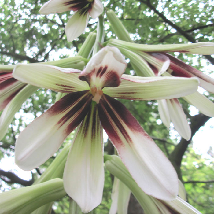 Cardiocrinum  giganteum yunnanense, young leaf