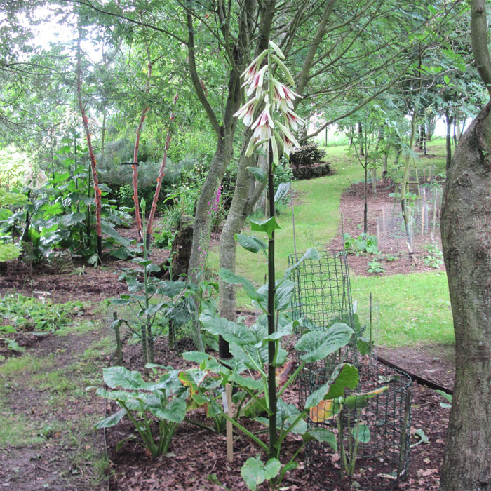 Cardiocrinum  giganteum yunnanense, in its flowering year