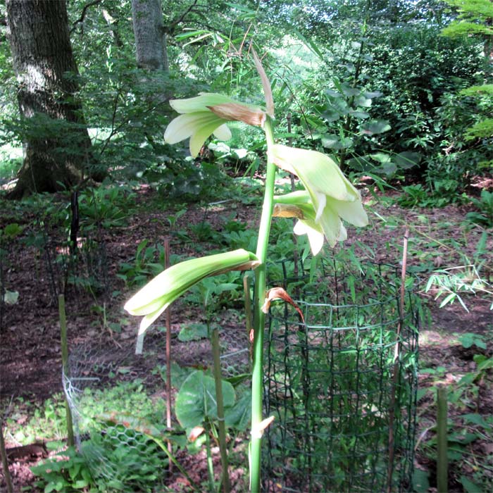Cardiocrinum  cordatum cordatum, flower spike