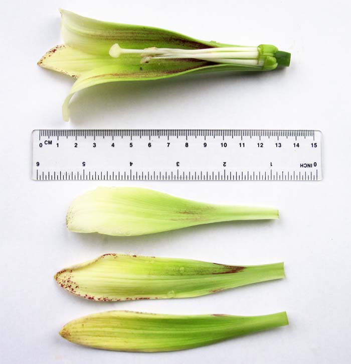 Cardiocrinum  cordatum cordatum, flower structure