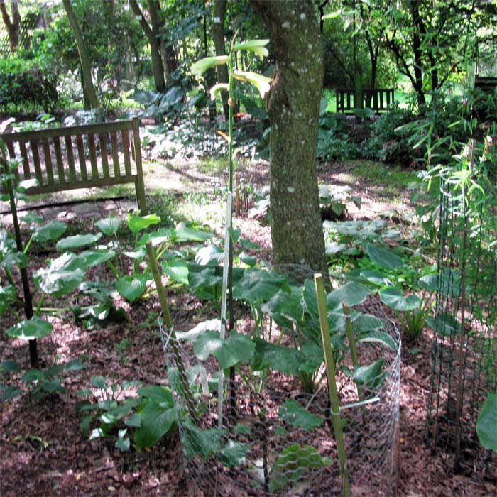 Cardiocrinum  cordatum cordatum, in its flowering year