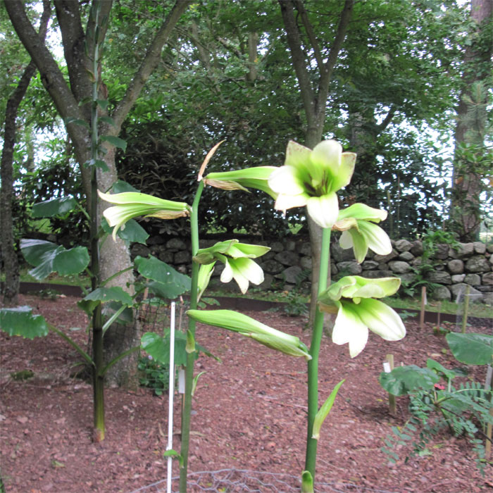 Cardiocrinum  cordatum cordatum, flower spike