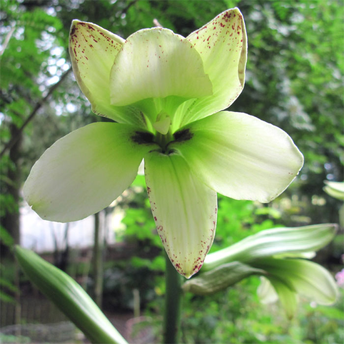 Cardiocrinum  cordatum cordatum, flower close up