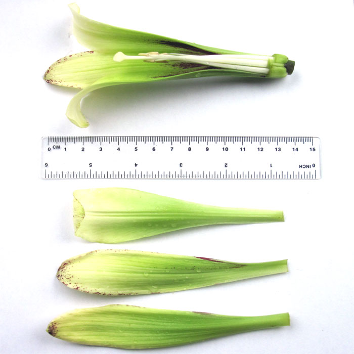 Cardiocrinum  cordatum cordatum, flower structure