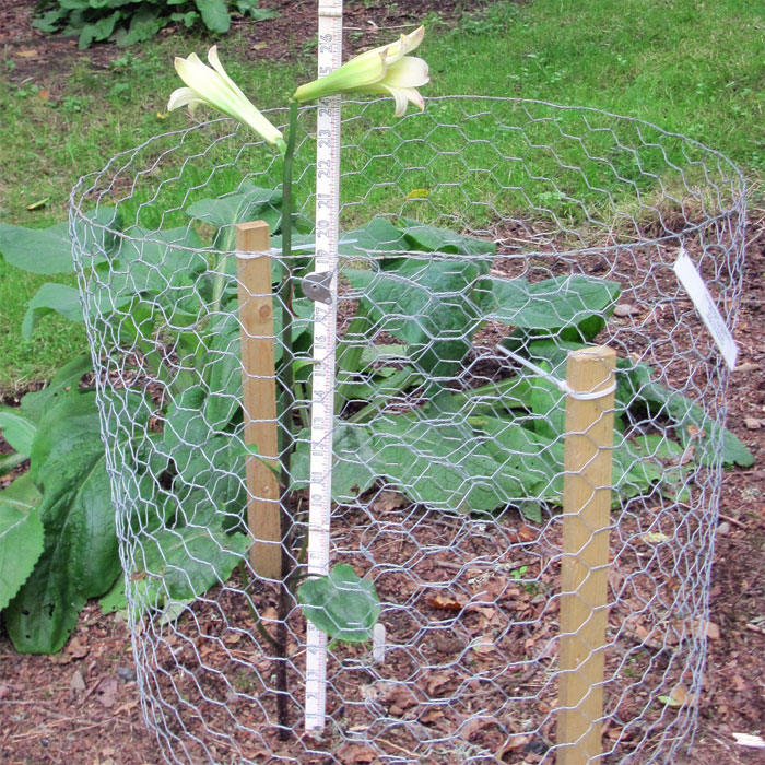 Cardiocrinum  cordatum cordatum, flower spike