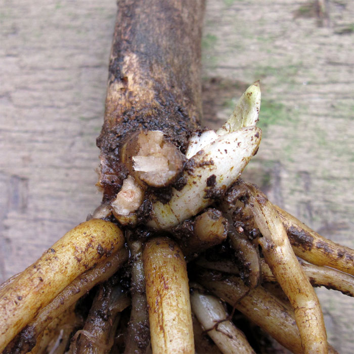 C. cordatum, new bud 1