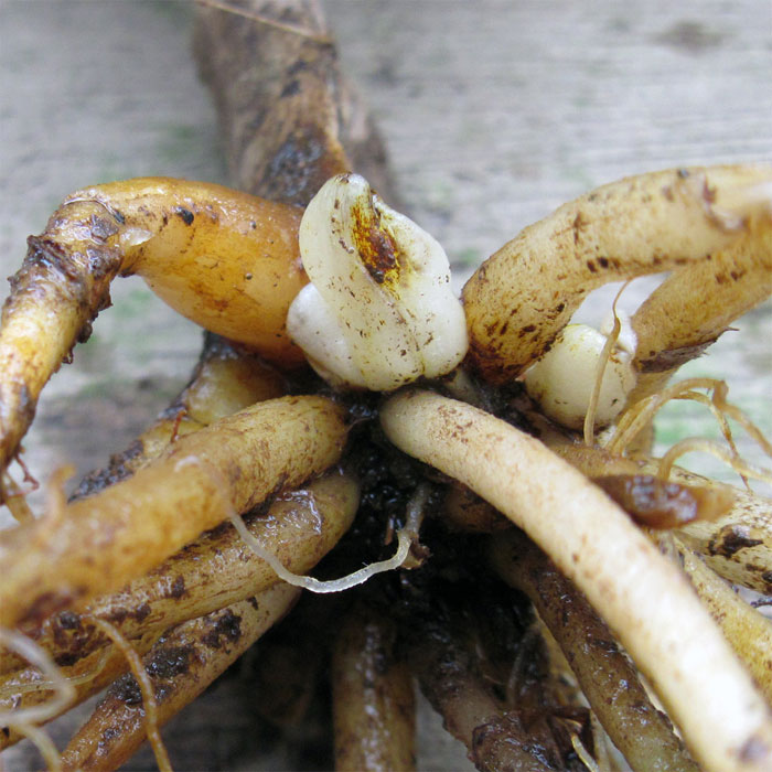 C. cordatum, new bud 2