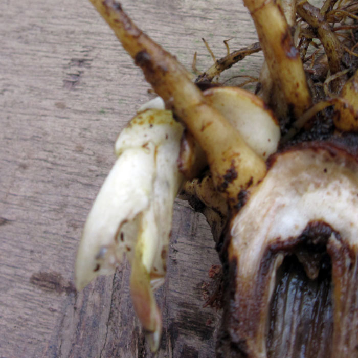 C. cordatum, new bud 1