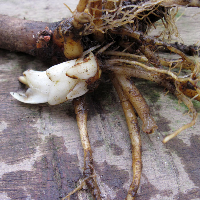 C. cordatum, new bud 2