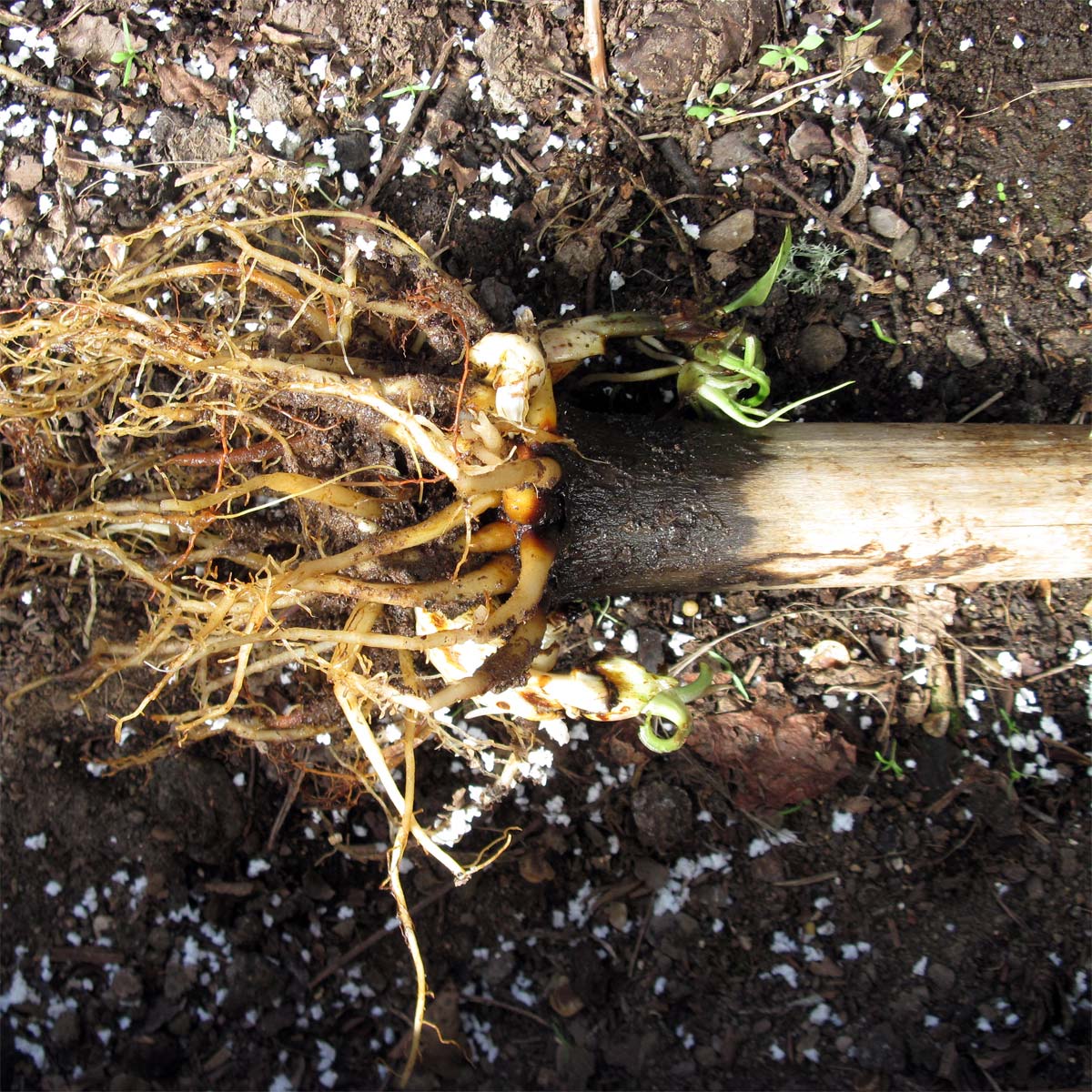 C. cordatum, roots C