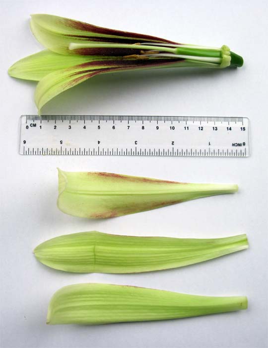 Cardiocrinum  giganteum giganteum, flower structure