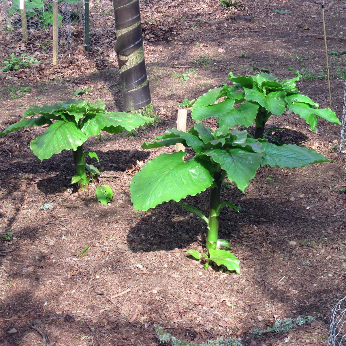 Cardiocrinum  giganteum giganteum, in its flowering year
