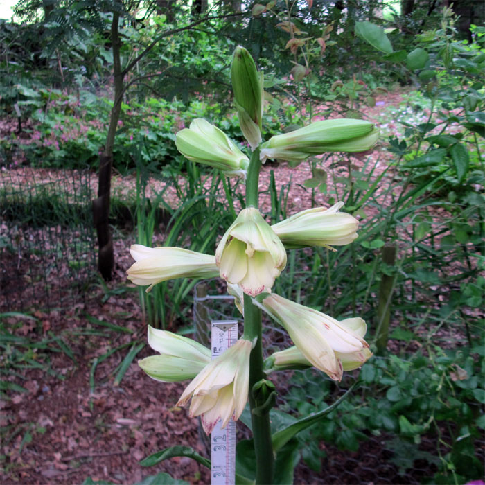 Cardiocrinum  cordatum glehnii, flower spike