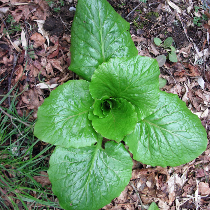Cardiocrinum  cordatum glehnii, young leaf