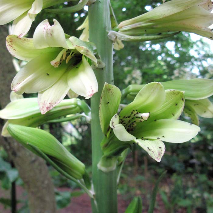 Cardiocrinum  cordatum glehnii, flower close up