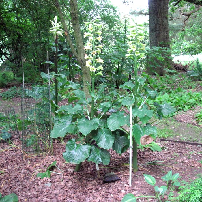 Cardiocrinum  cordatum glehnii, flower spike