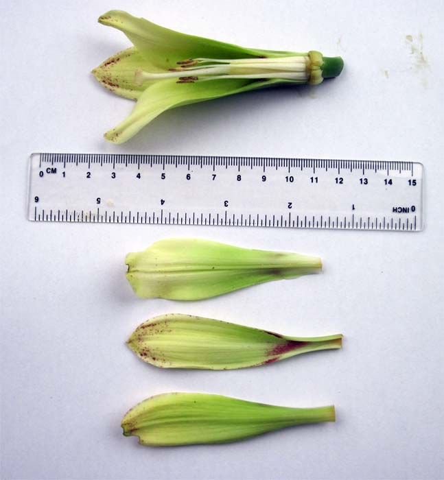 Cardiocrinum  cordatum glehnii, flower structure