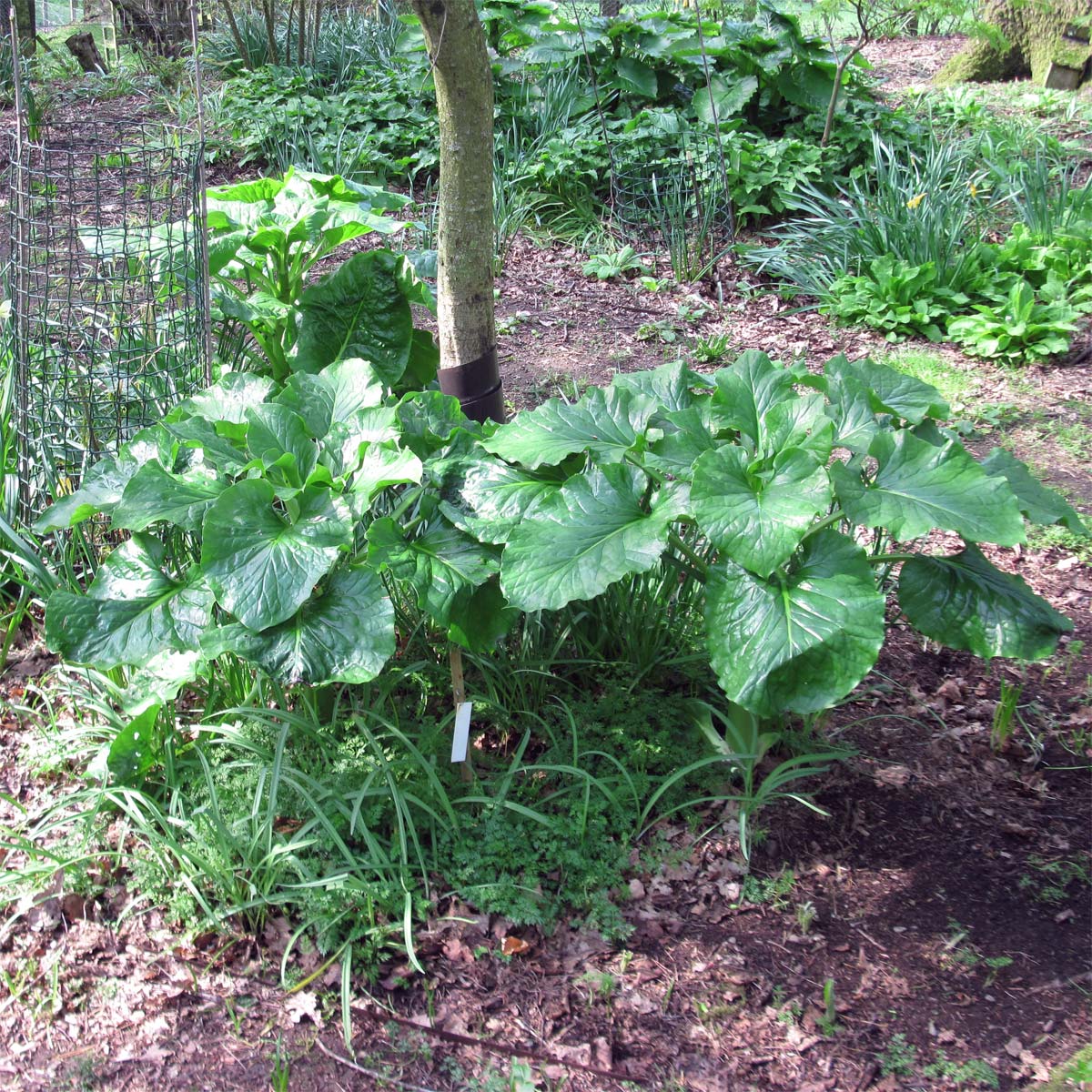 Cardiocrinum  cordatum glehnii, in its flowering year