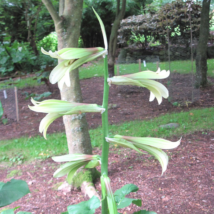 Cardiocrinum  cordatum glehnii, flower spike