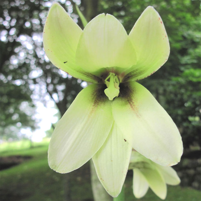 Cardiocrinum  cordatum glehnii, flower close up