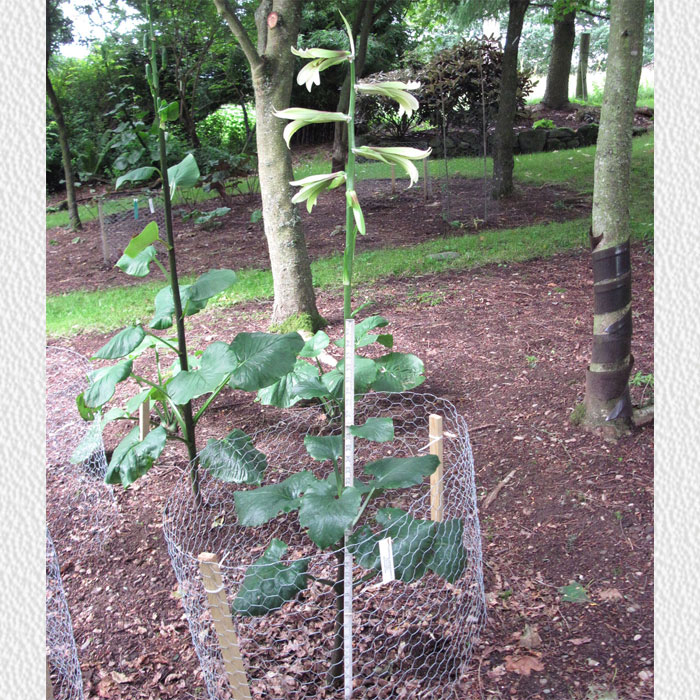 Cardiocrinum  cordatum glehnii, in its flowering year
