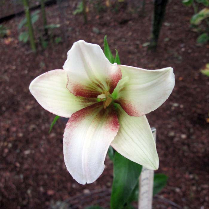 Cardiocrinum  giganteum yunnanense, flower close up