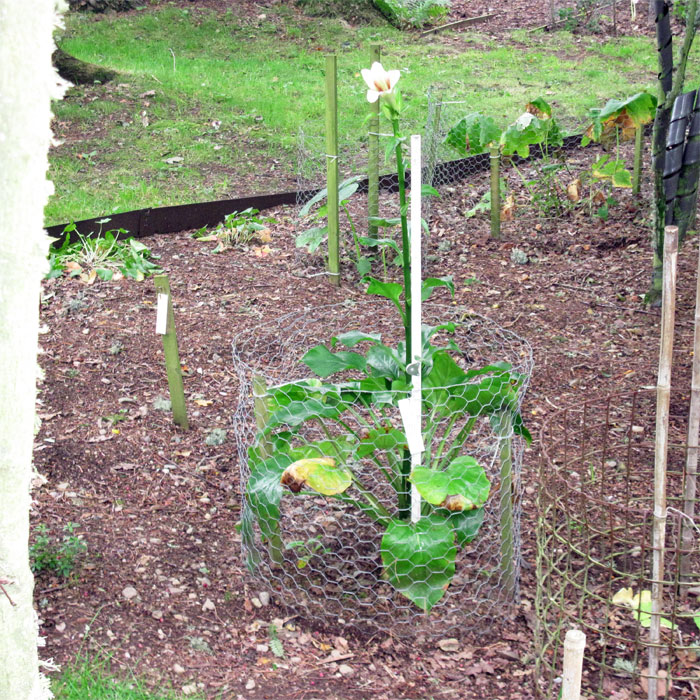 Cardiocrinum  giganteum yunnanense, flower spike