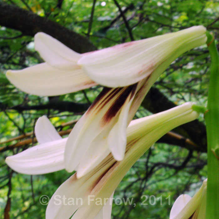 Cardiocrinum  giganteum yunnanense, flower close up
