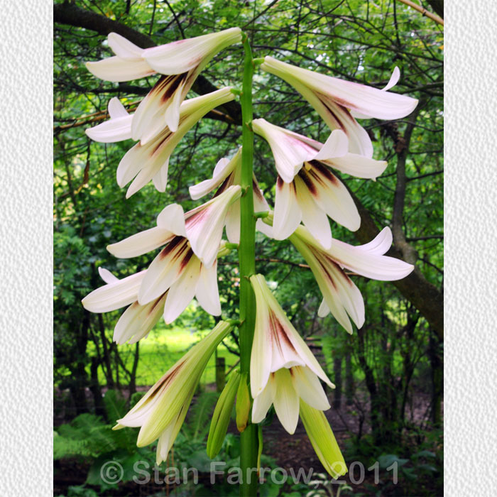 Cardiocrinum  giganteum yunnanense, flower spike
