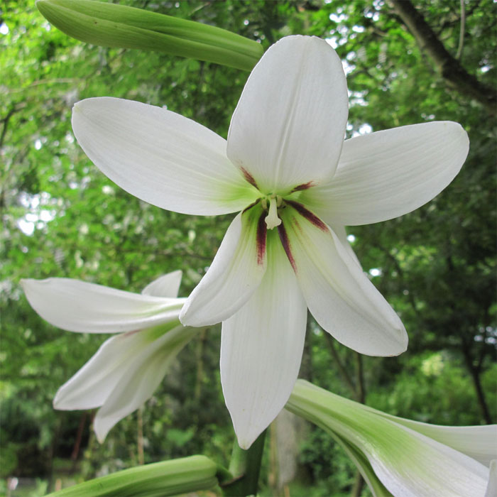 Cardiocrinum  giganteum yunnanense, flower close up